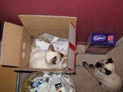 more kittens